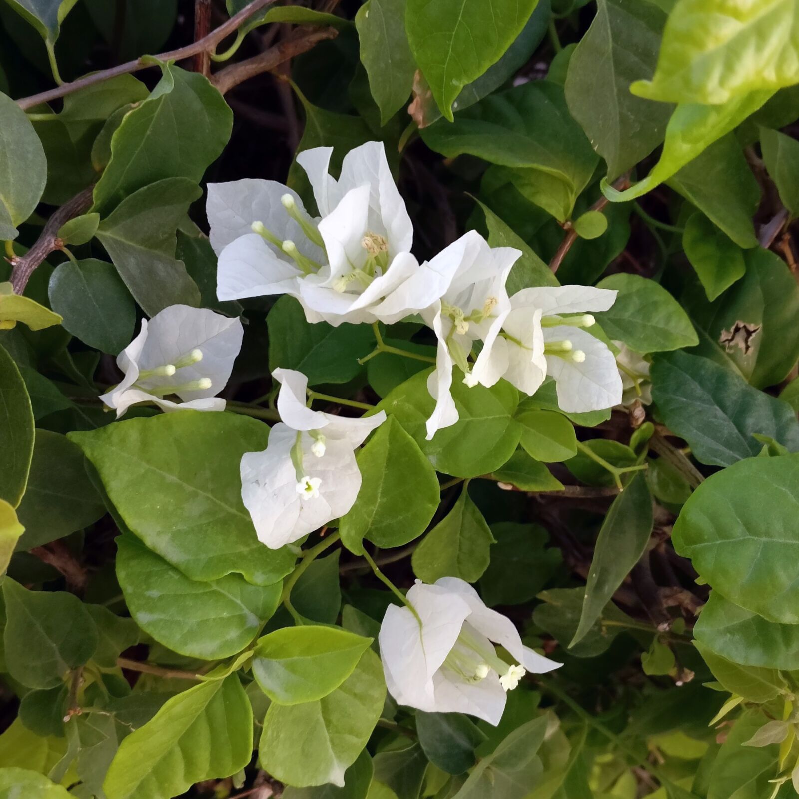 OnePlus A3003 sample photo. Flowers, white, garden photography