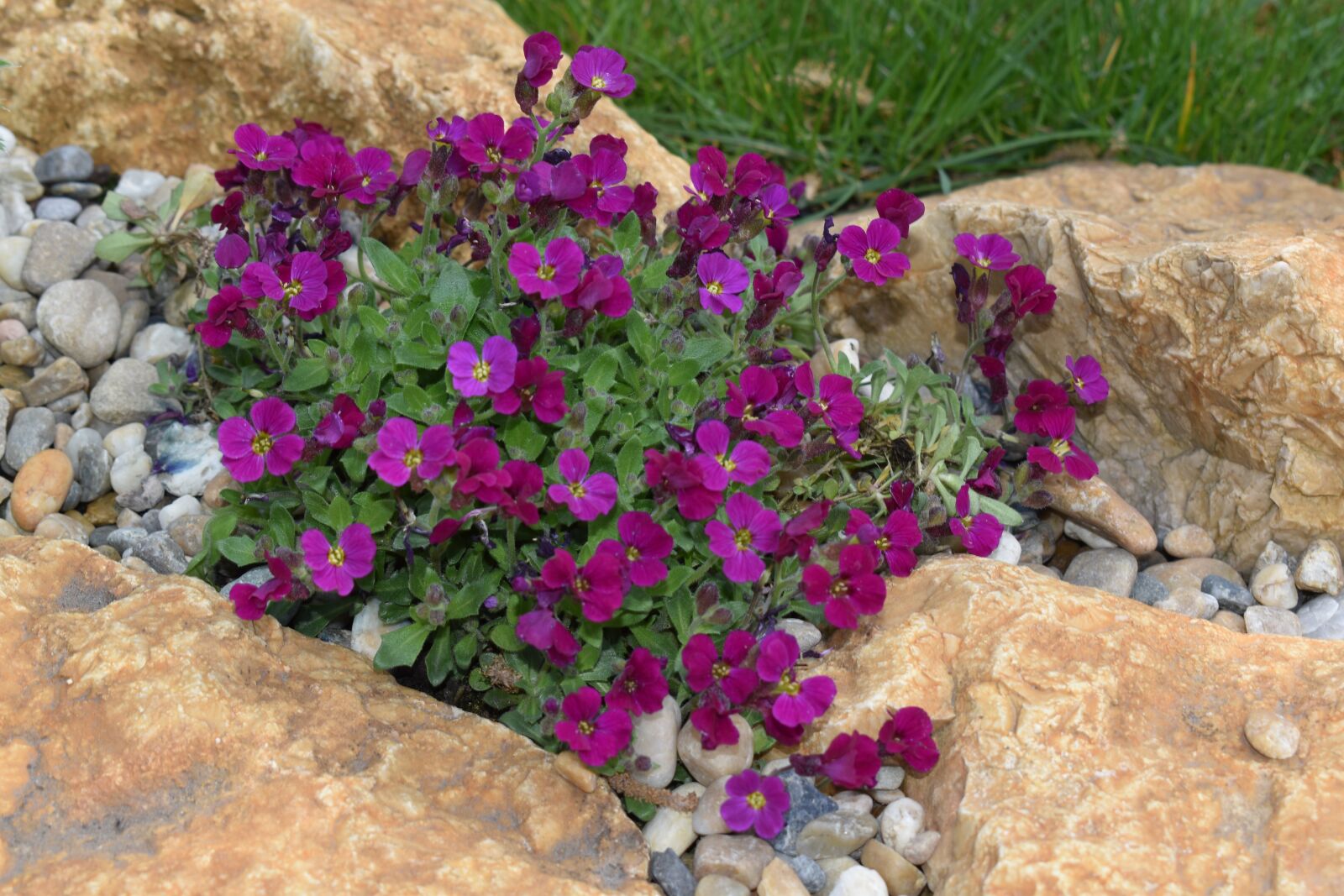 Nikon D5600 sample photo. Stone, flower, pink photography