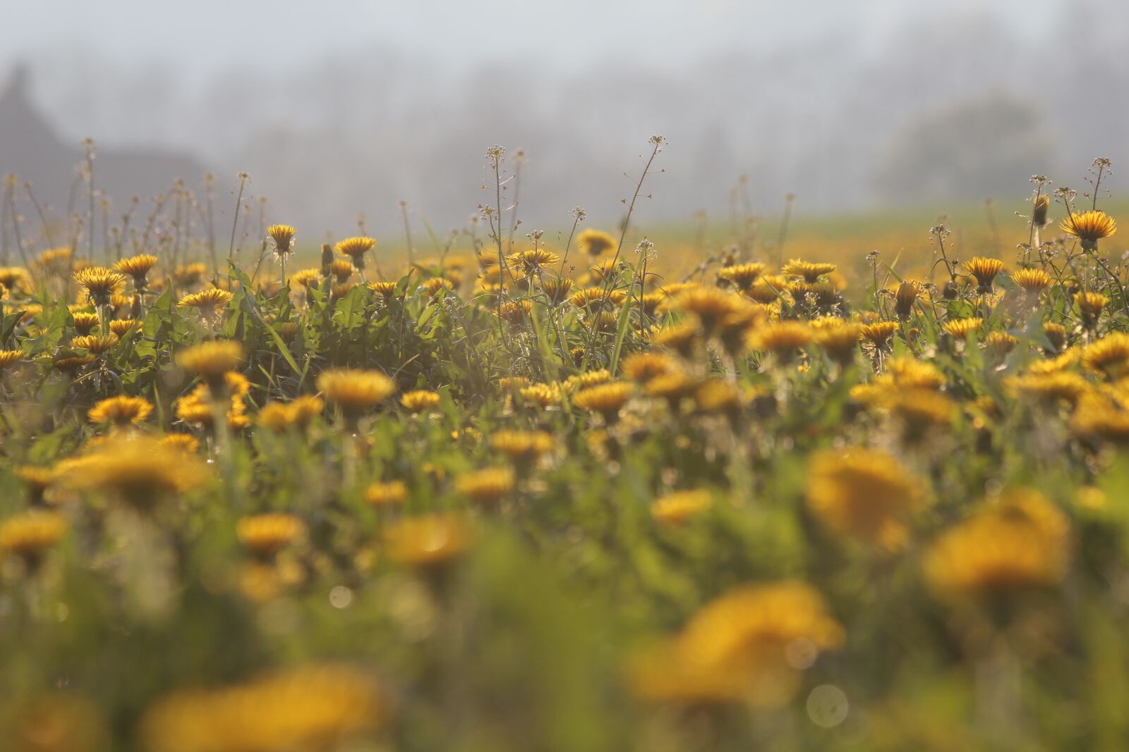 Canon EOS 550D (EOS Rebel T2i / EOS Kiss X4) sample photo. Dandelion, field, nature photography