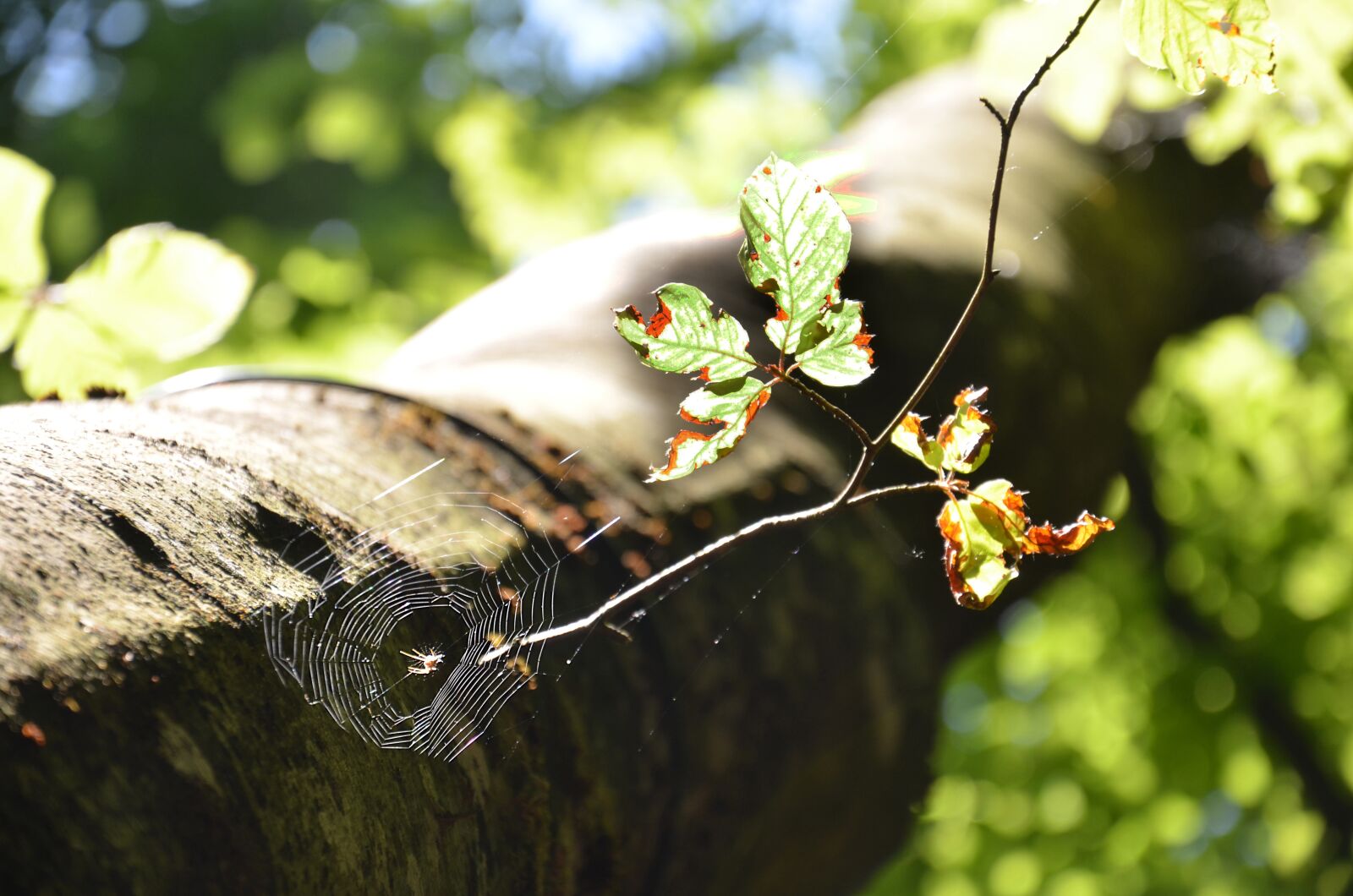 Nikon D5100 sample photo. Spider, web, nature photography