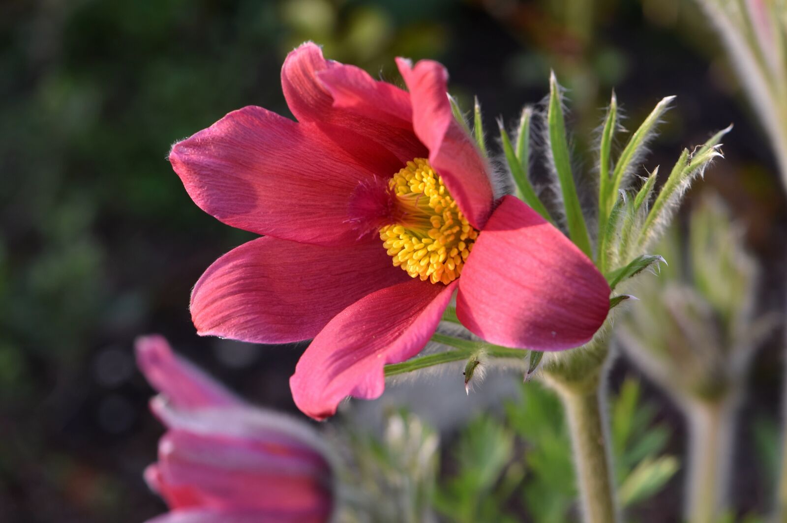 Nikon D5600 sample photo. Flower, blossom, bloom photography