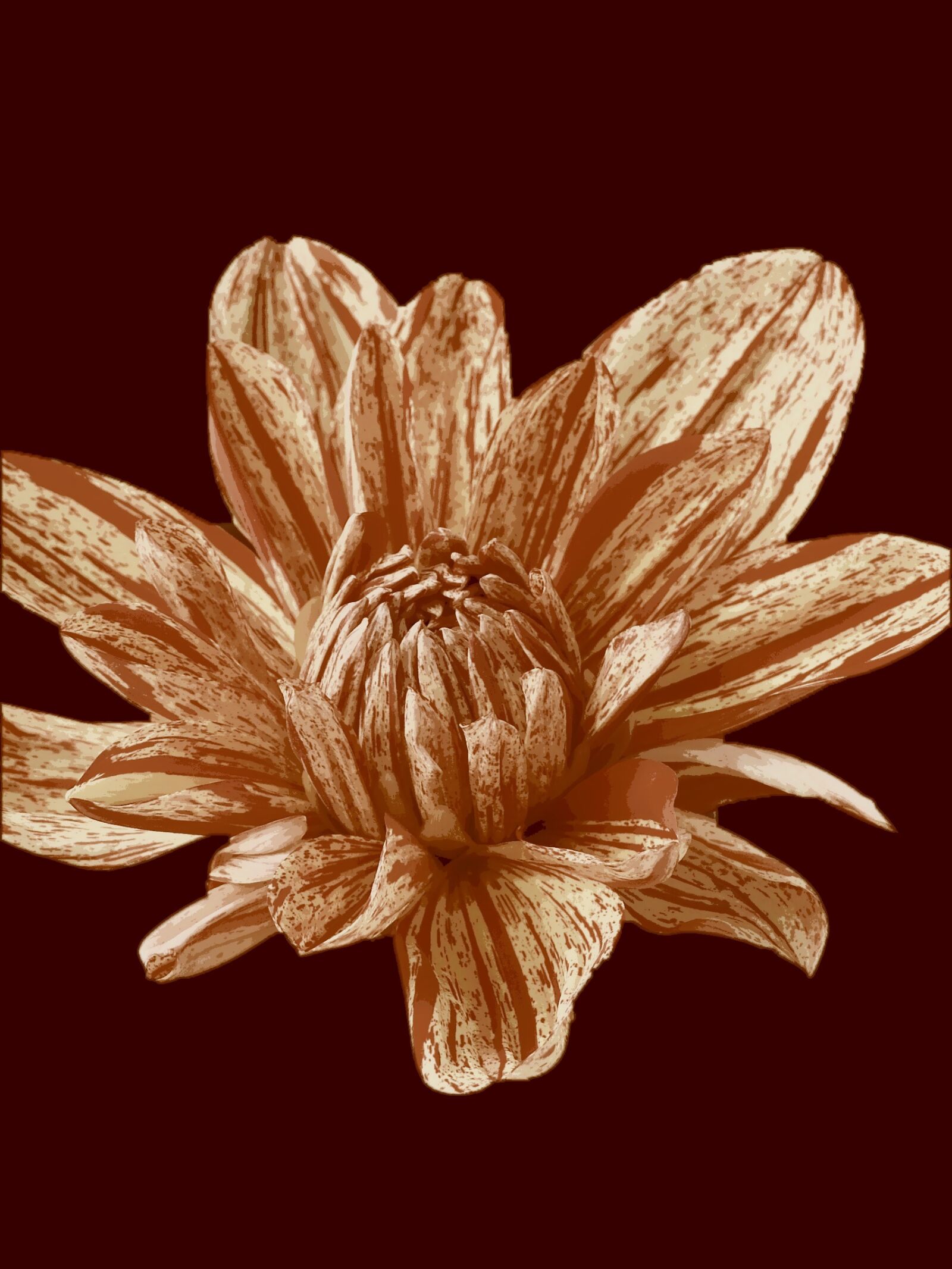 Nikon Coolpix P900 sample photo. Flower, brown, decoration photography