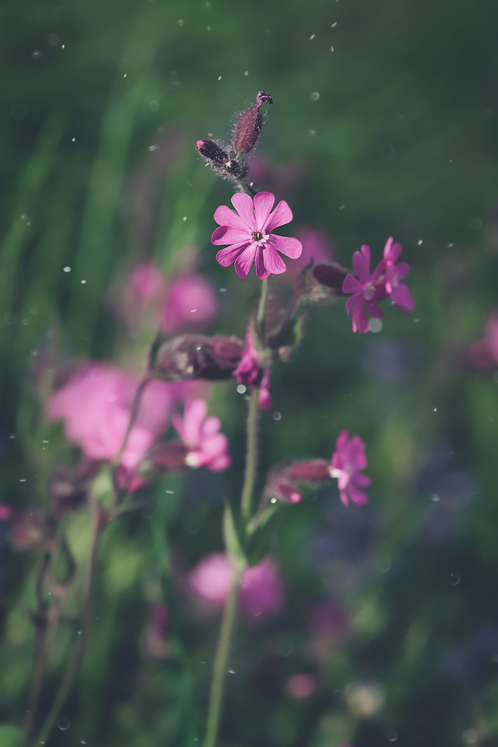 Nikon D750 sample photo. Red campion, heath orchid photography