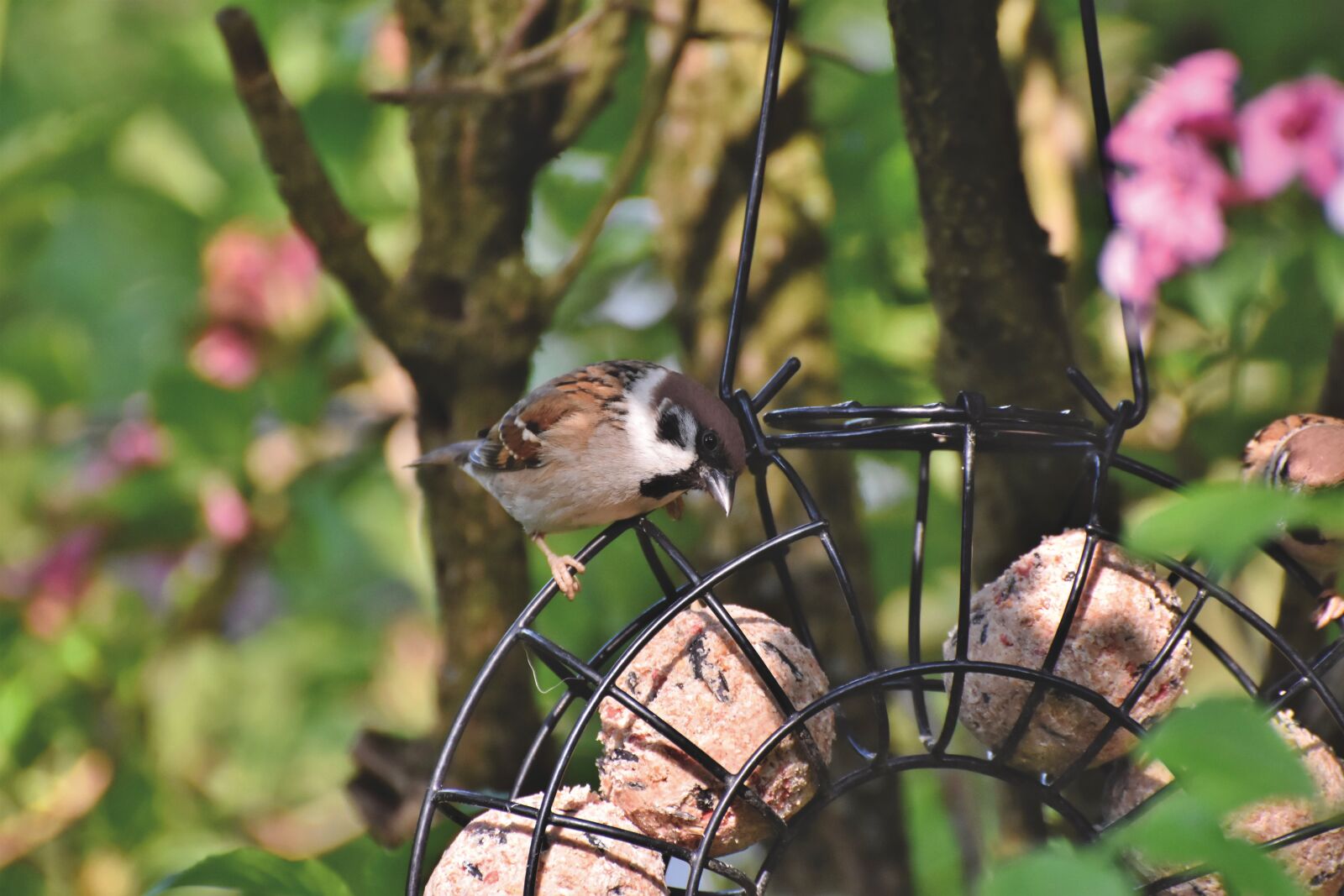 Nikon D7200 sample photo. Sparrow, sperling, bird photography