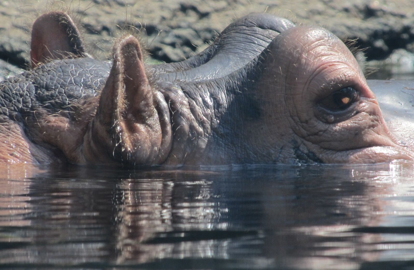 Canon PowerShot SX130 IS sample photo. Hippopotamus, hippo, portrait photography