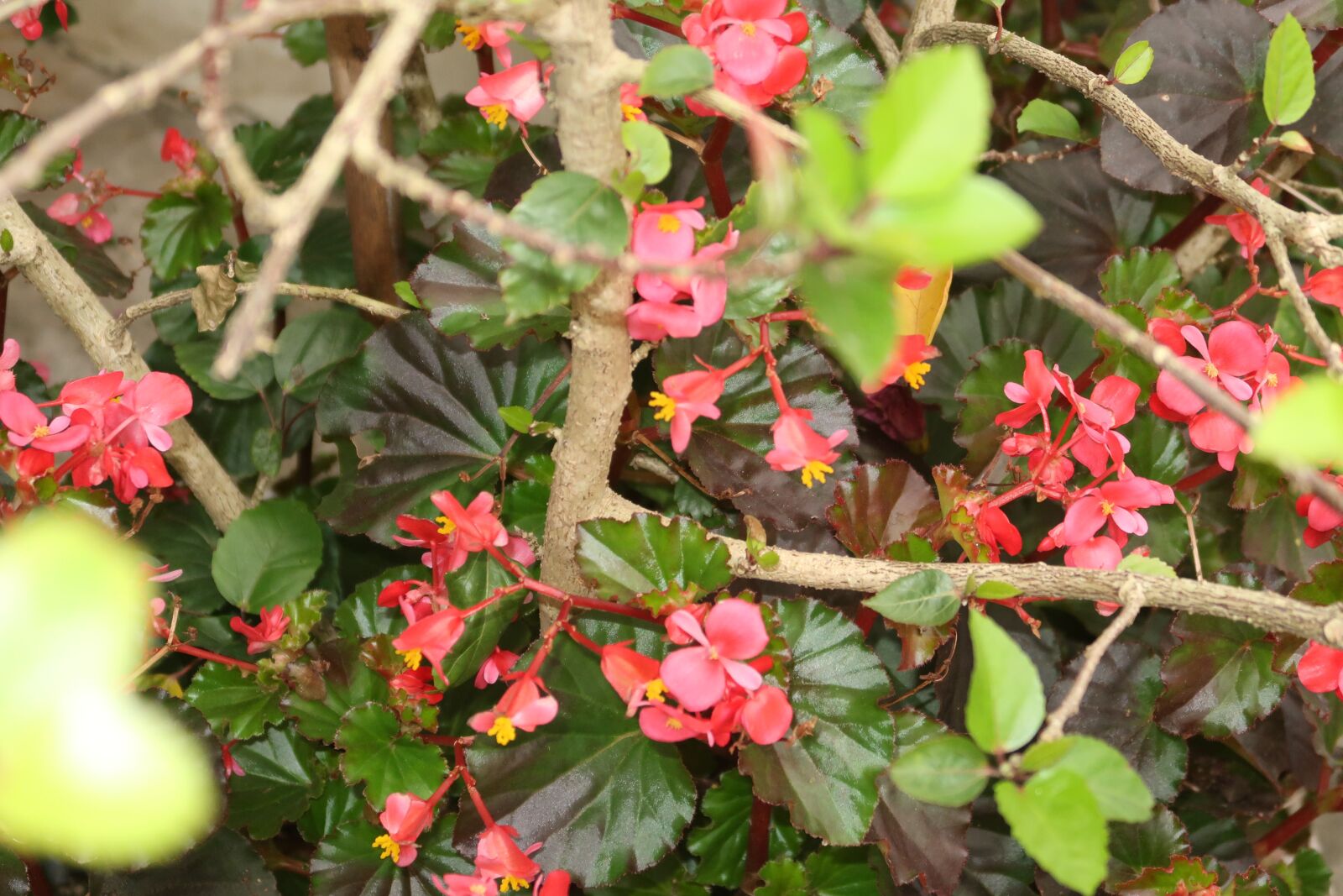 Canon PowerShot G7 X Mark II sample photo. See beautiful flowers, image photography