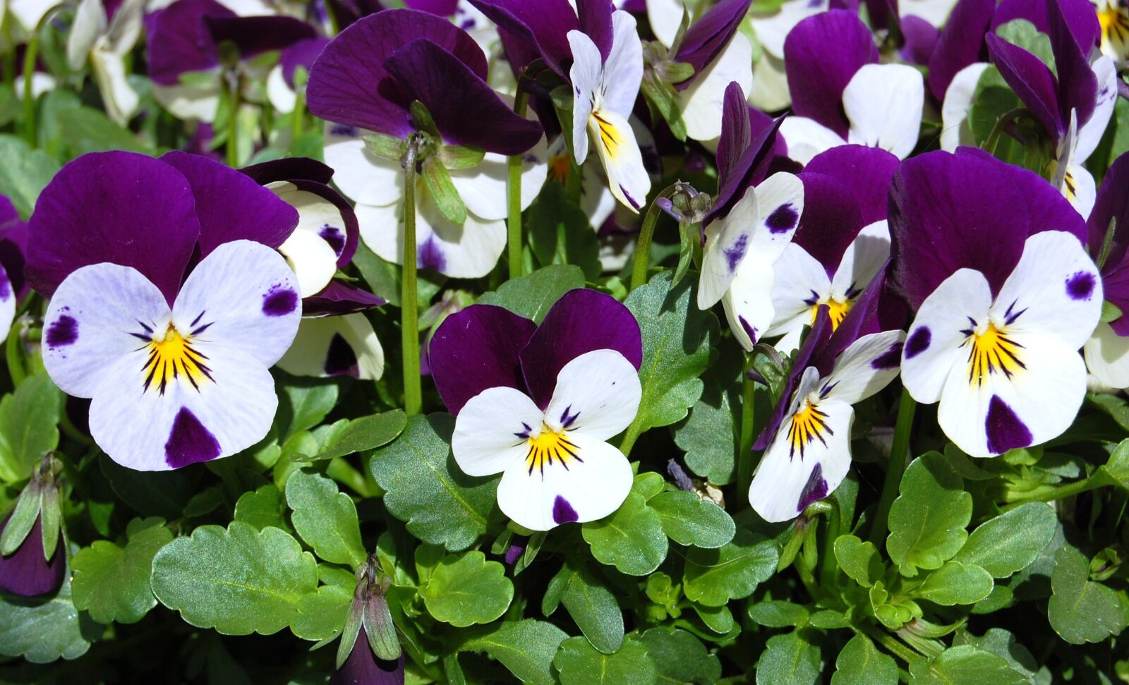 Nikon D40 sample photo. Pansies, spring, flowers photography