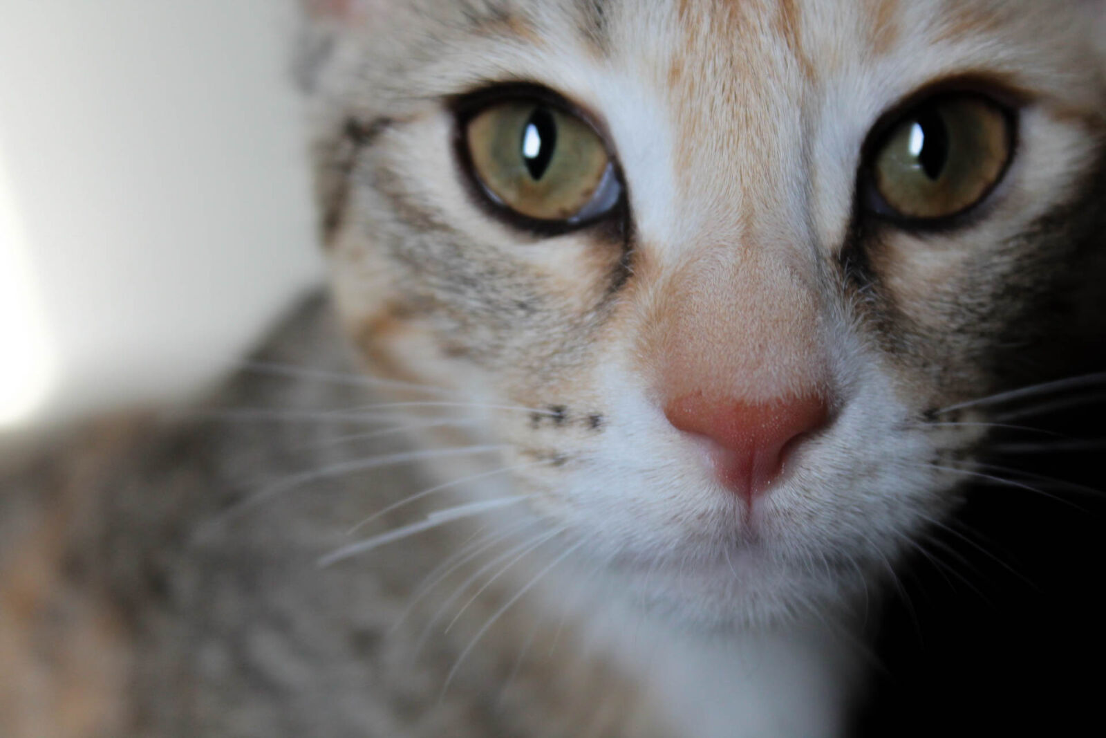 Canon EOS 1100D (EOS Rebel T3 / EOS Kiss X50) sample photo. Catface, catography, kitten, portrait photography