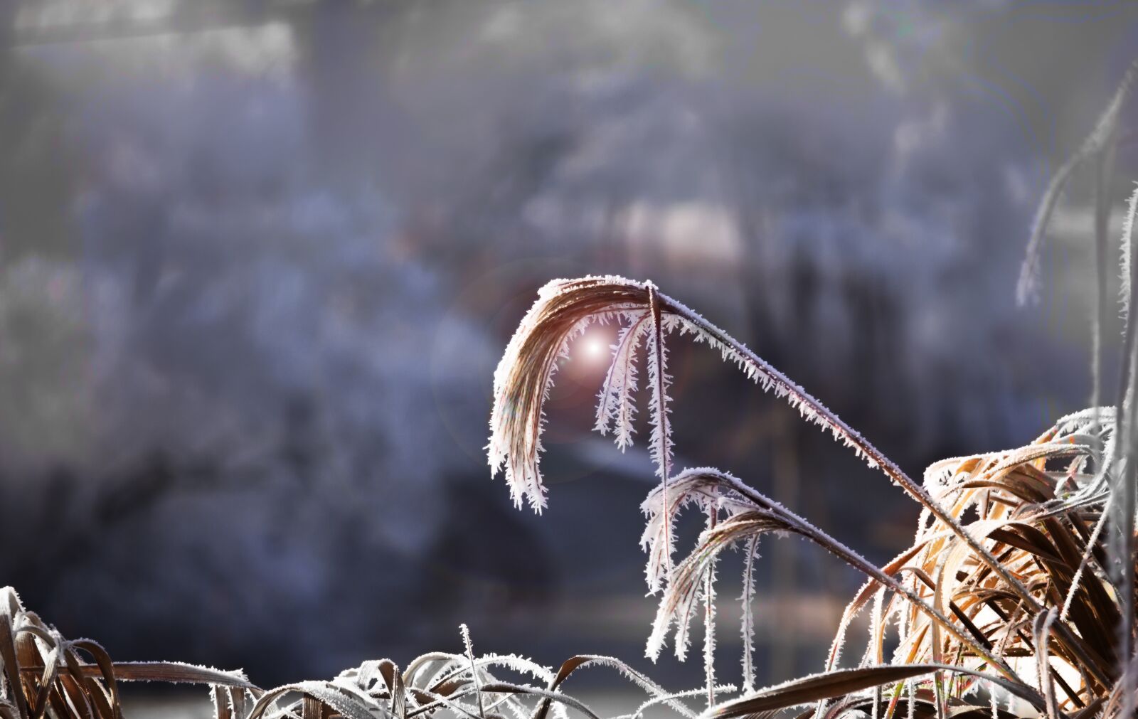 Canon EF-S 55-250mm F4-5.6 IS STM sample photo. Reed, grasses, backlighting photography