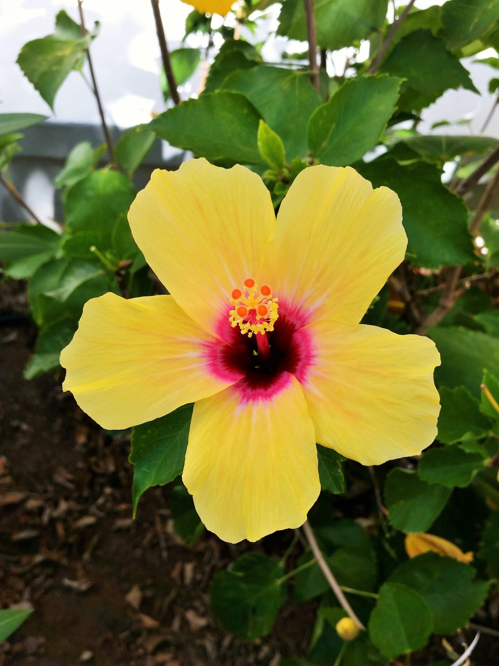 Samsung Galaxy S5 sample photo. Hibiscus, yellow, flower photography