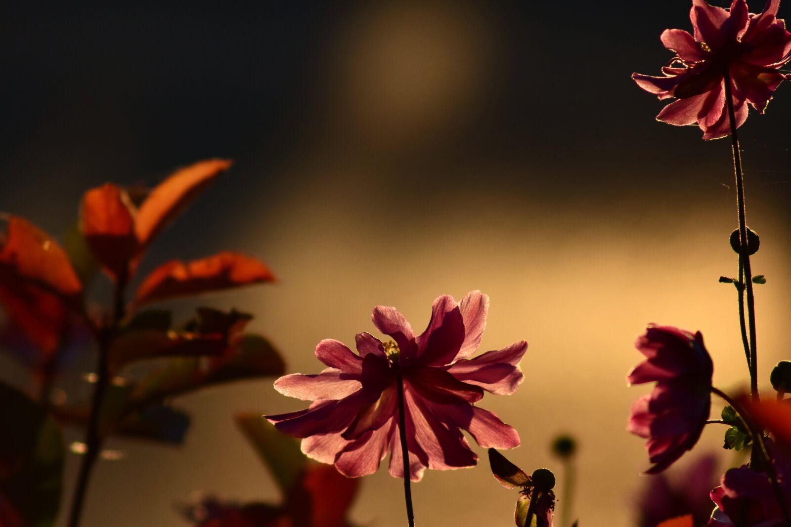 Nikon D3300 sample photo. Anemone, evening sun, red photography