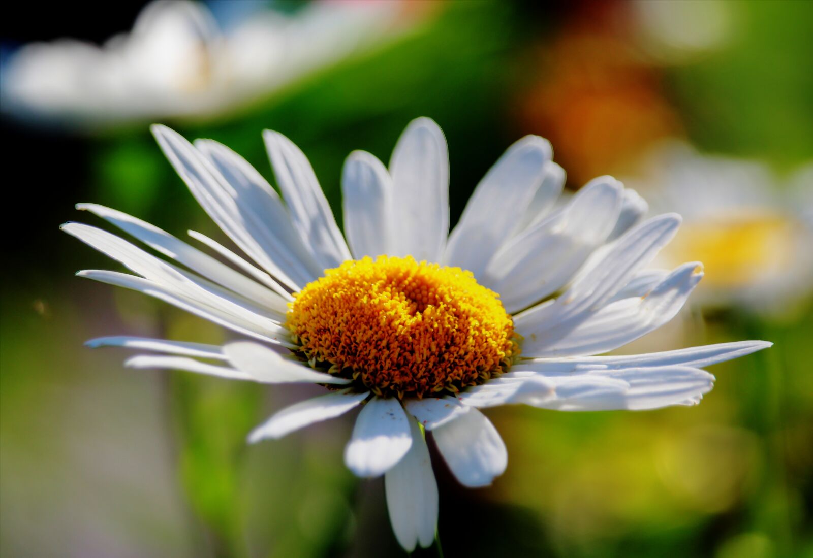 Canon EOS 600D (Rebel EOS T3i / EOS Kiss X5) sample photo. Flower, hdr, plant photography