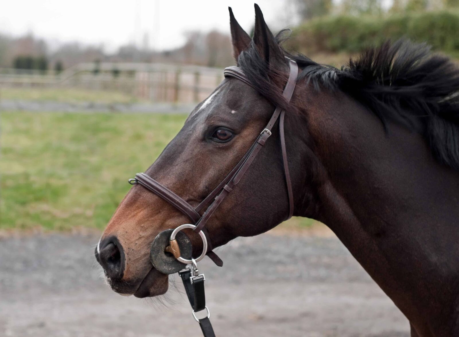 Nikon D300 sample photo. Brown horse, animal, brown photography
