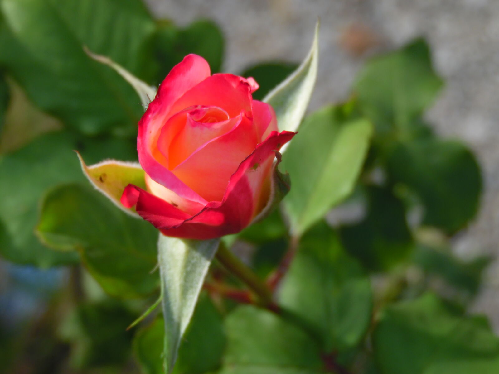 Samsung WB1100F/WB1101F/WB1102F sample photo