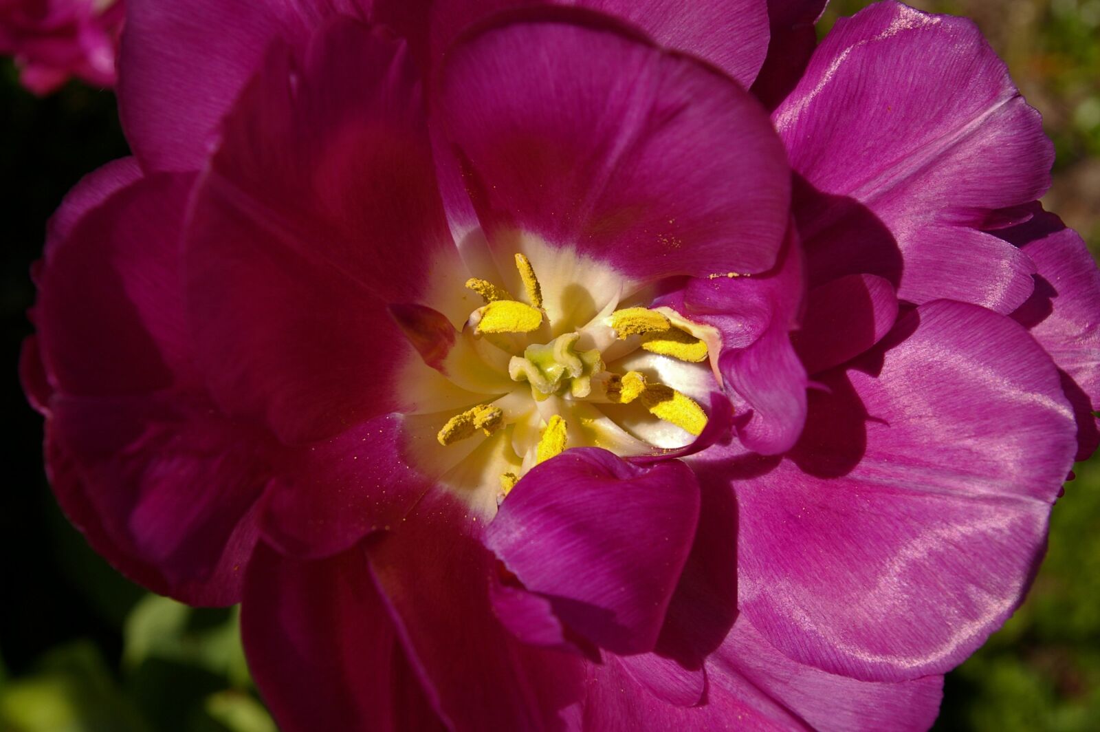 Pentax *ist DL2 sample photo. Tulips, purple tulips, purple photography