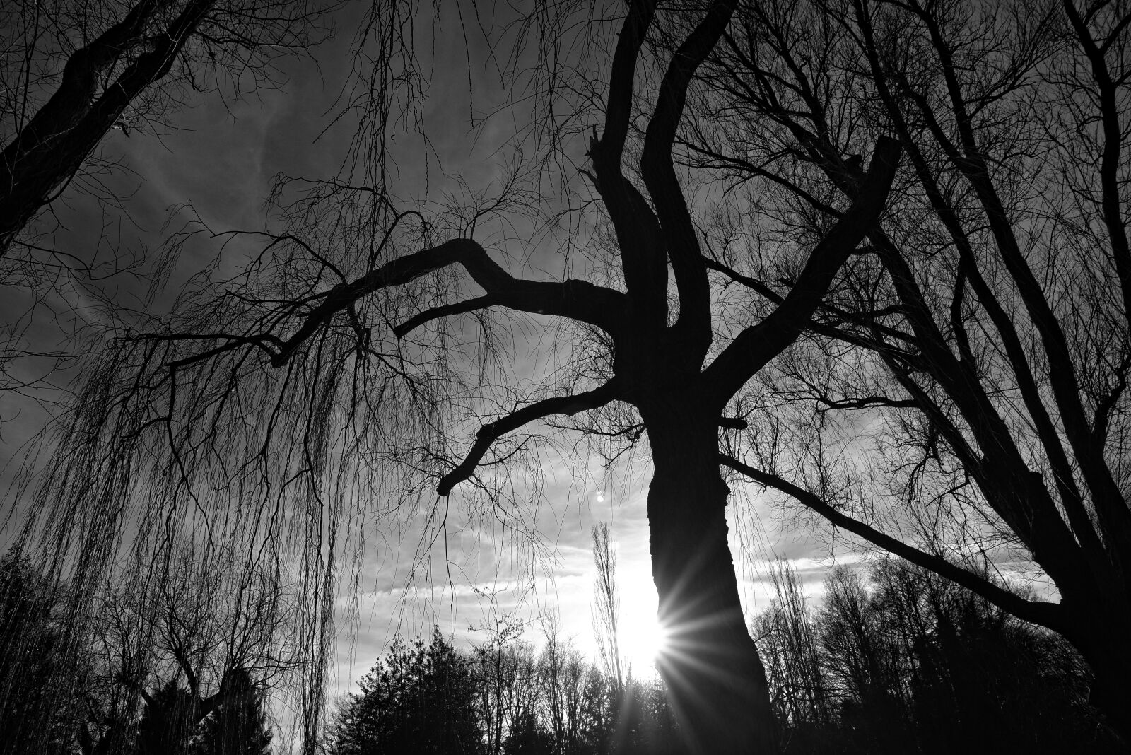 Nikon D750 sample photo. Tree, trunk, branch photography