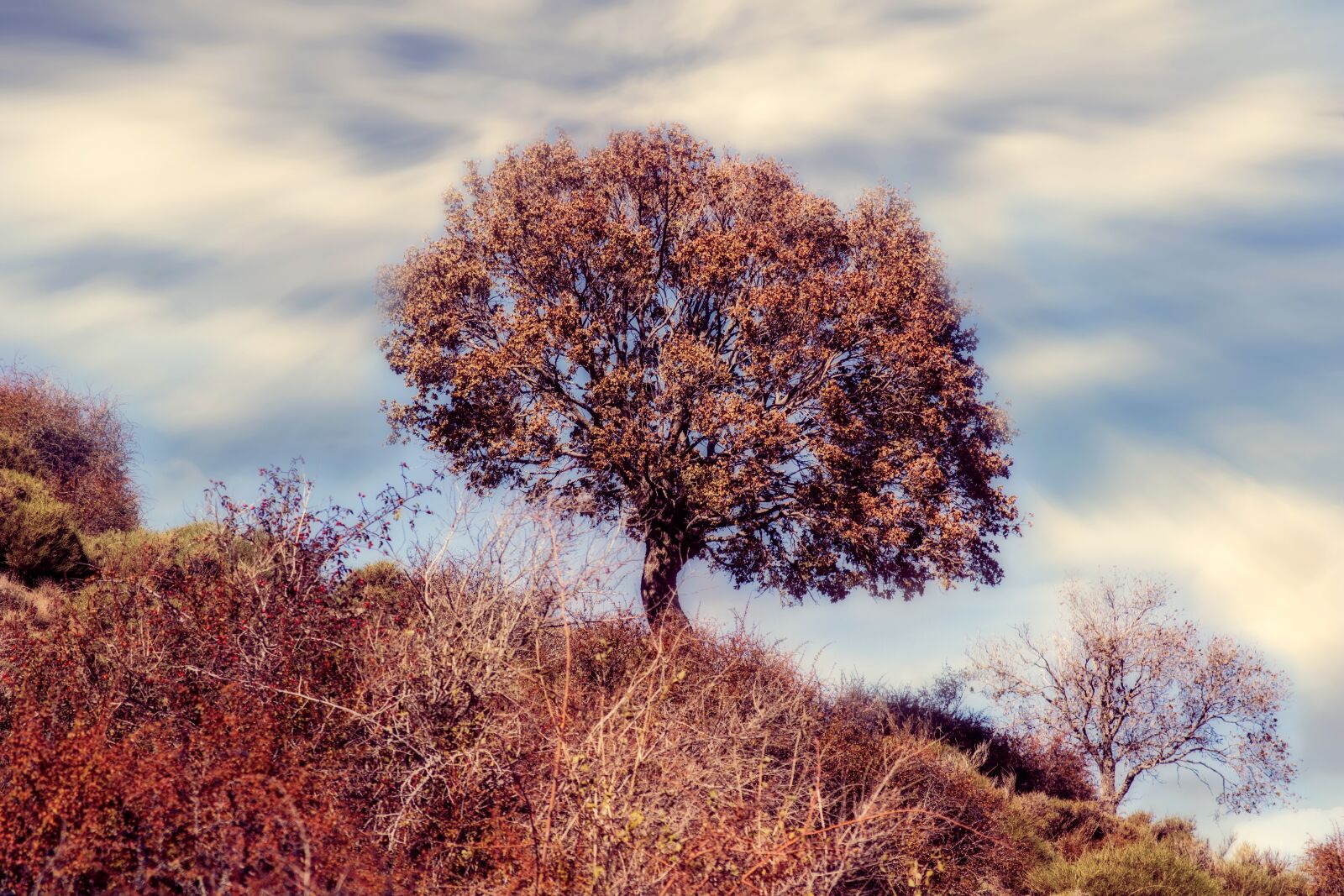 Nikon D3300 sample photo. Tree, autumn, forest photography