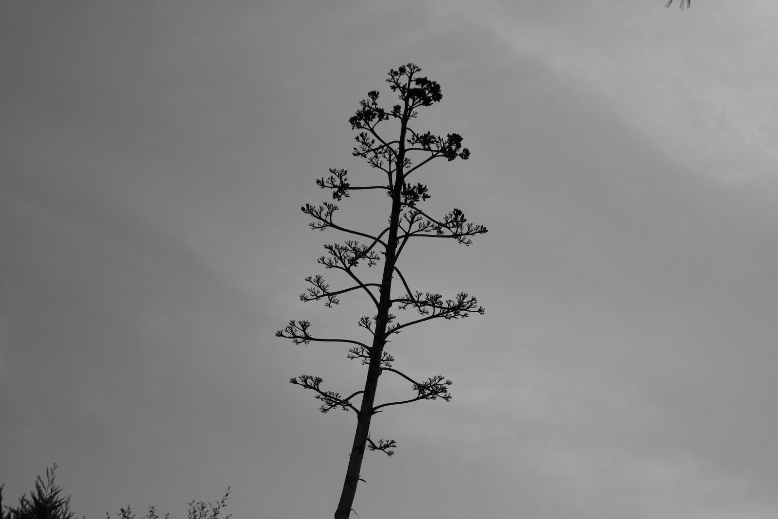 Canon EOS 750D (EOS Rebel T6i / EOS Kiss X8i) sample photo. Agave, black, and, white photography