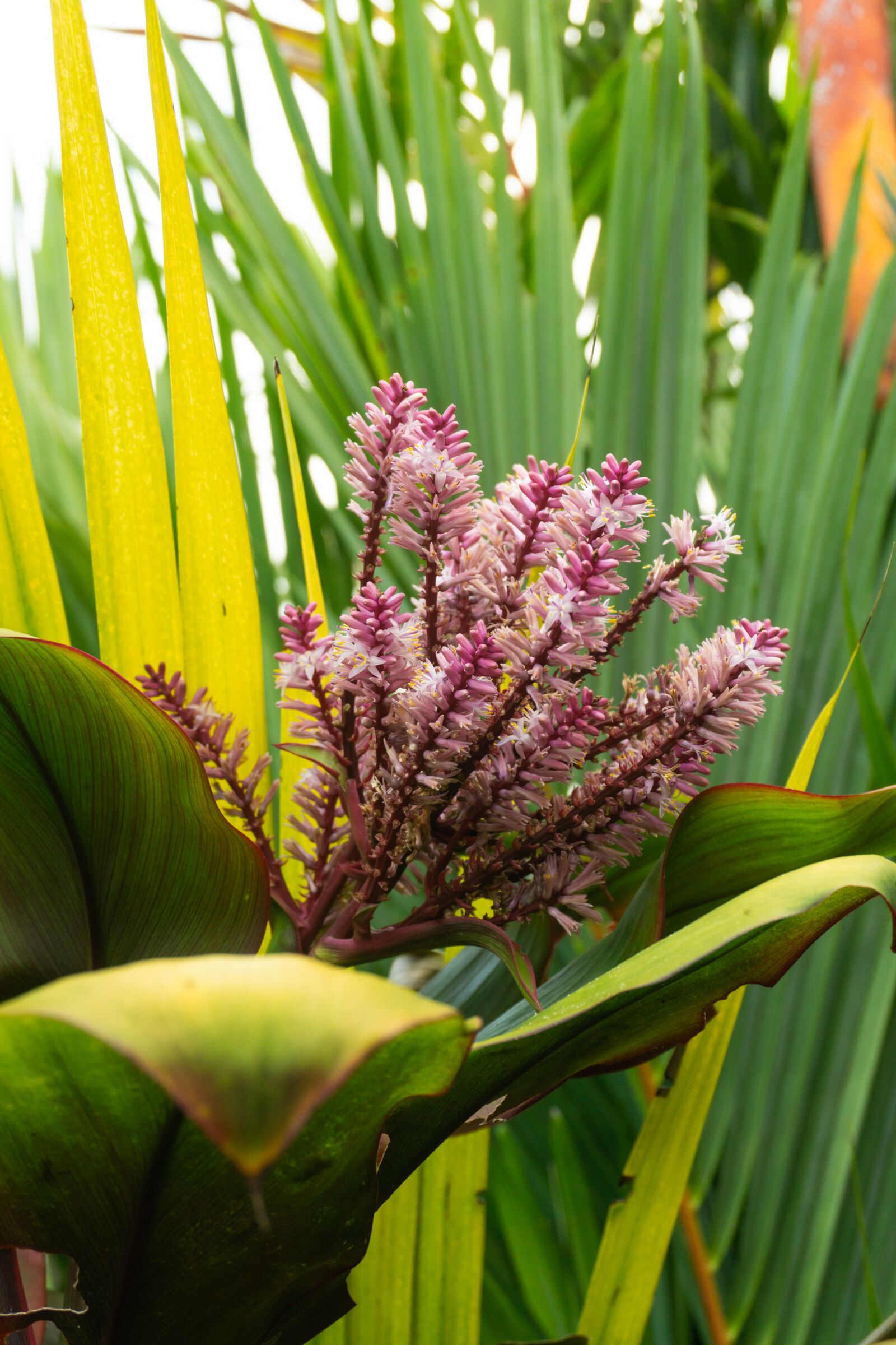 Sony a6000 sample photo. Flower, forest, purple photography