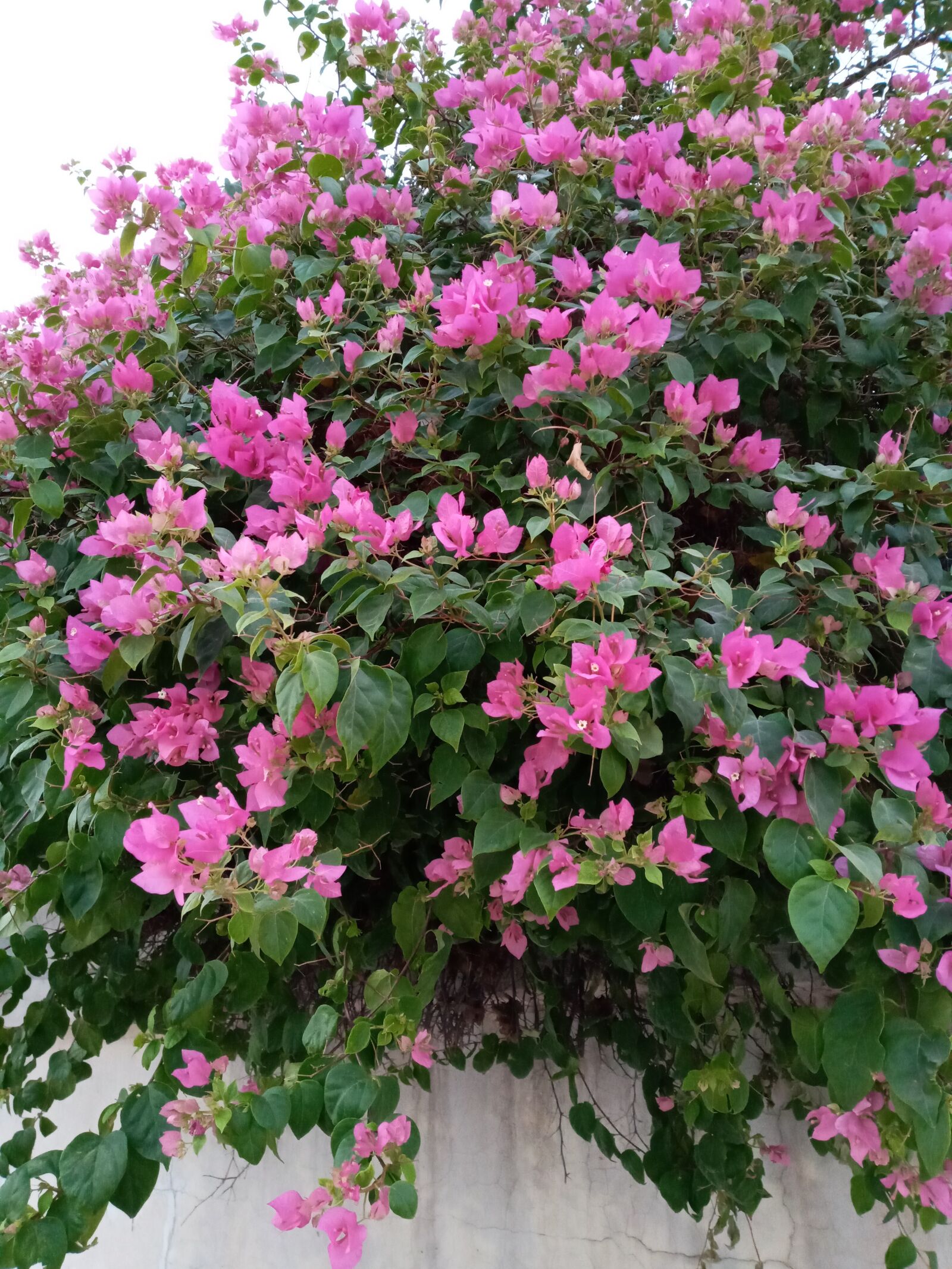 Samsung SM-A107F sample photo. Flower, doha, qatar photography