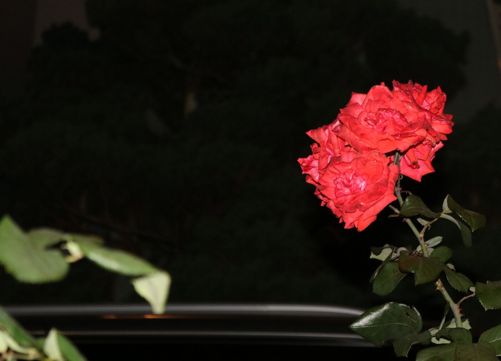 Canon EOS 750D (EOS Rebel T6i / EOS Kiss X8i) sample photo. Roses, bunches of flowers photography