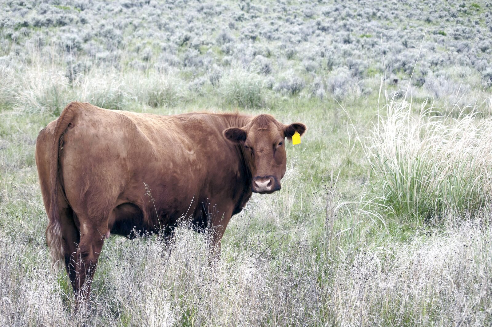 Nikon D50 sample photo. Cow, cattle, pasture photography