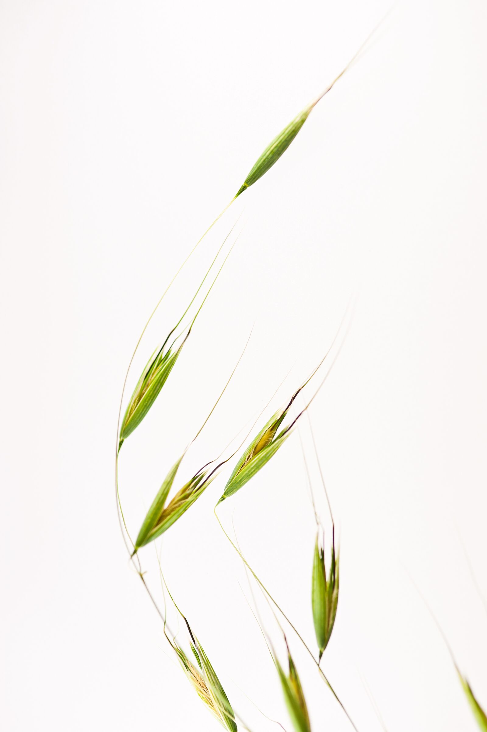 Nikon D700 sample photo. Grass, macro, flower photography