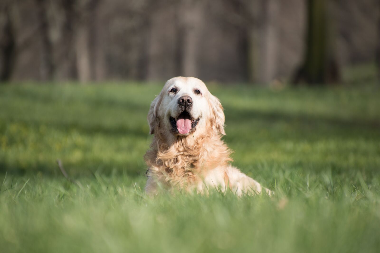 Nikon D5600 sample photo. Dog, golden retriever, grass photography