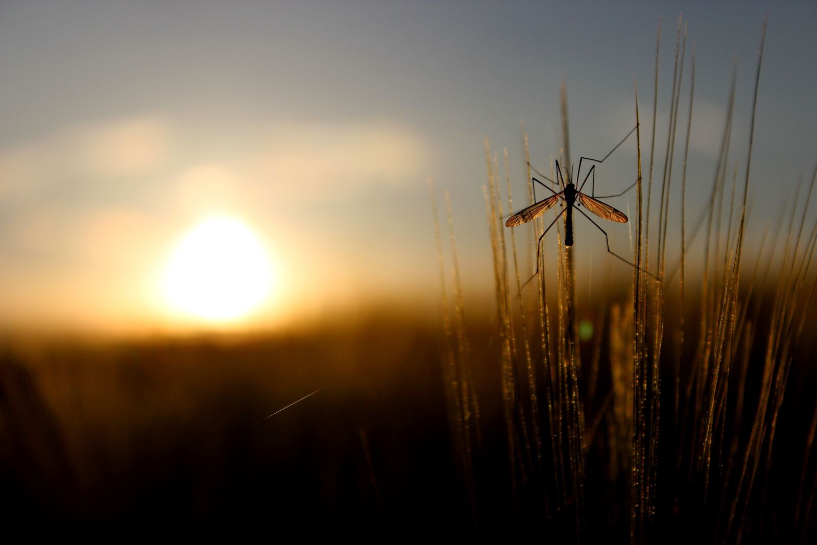 Canon EOS 600D (Rebel EOS T3i / EOS Kiss X5) sample photo. Nature, grass, summer photography