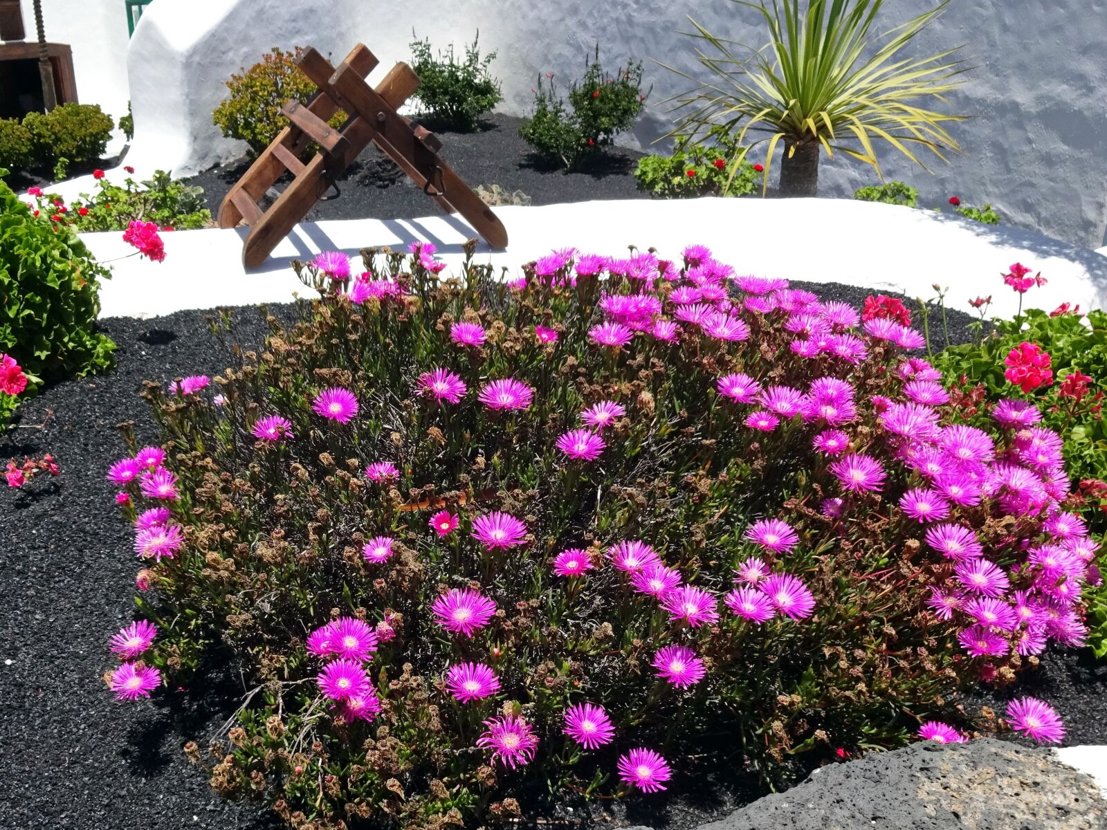 Sony Cyber-shot DSC-WX220 sample photo. Canary, parterre, sedum photography
