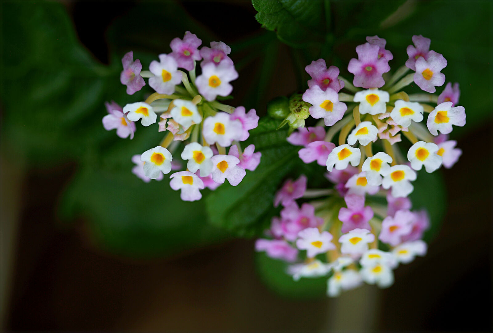 Canon EOS 6D sample photo. Purple, and, white, flower photography