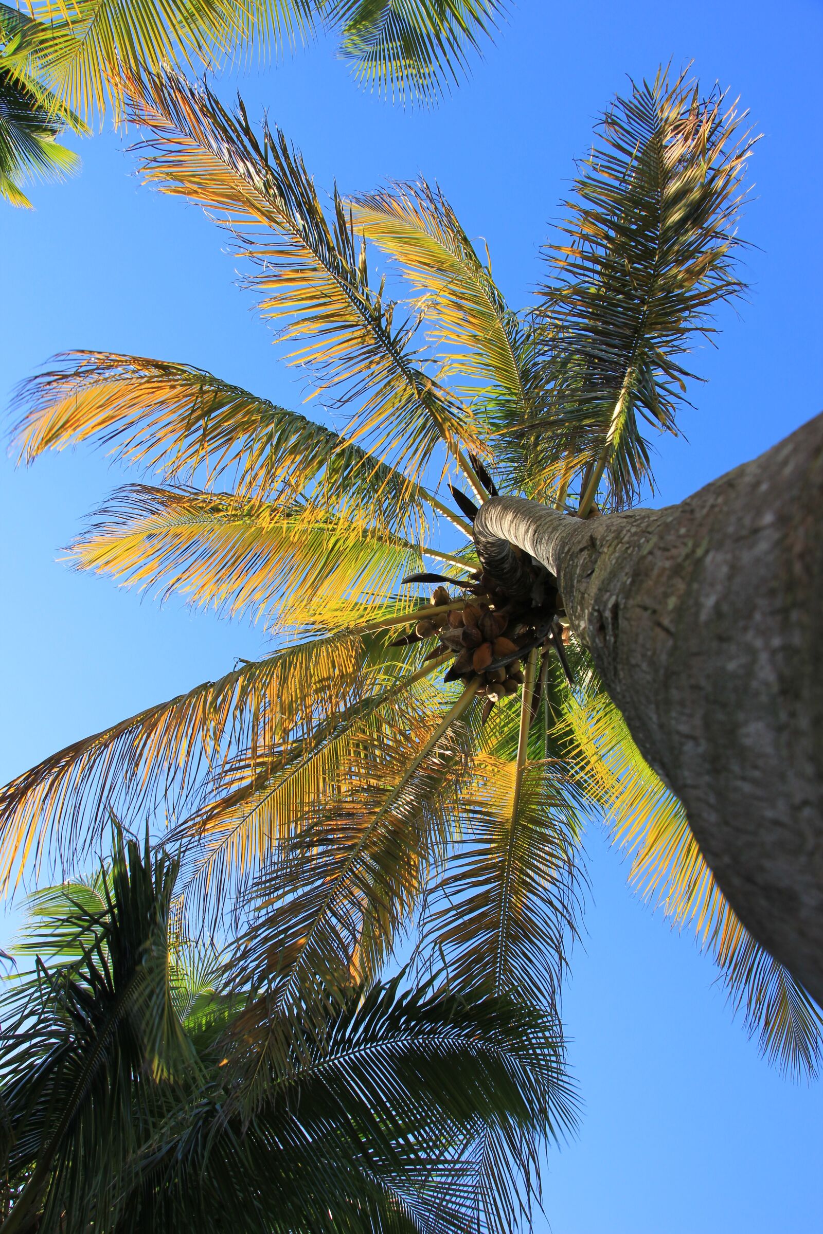 Canon EOS 550D (EOS Rebel T2i / EOS Kiss X4) sample photo. Coconut tree, coconuts, sheets photography