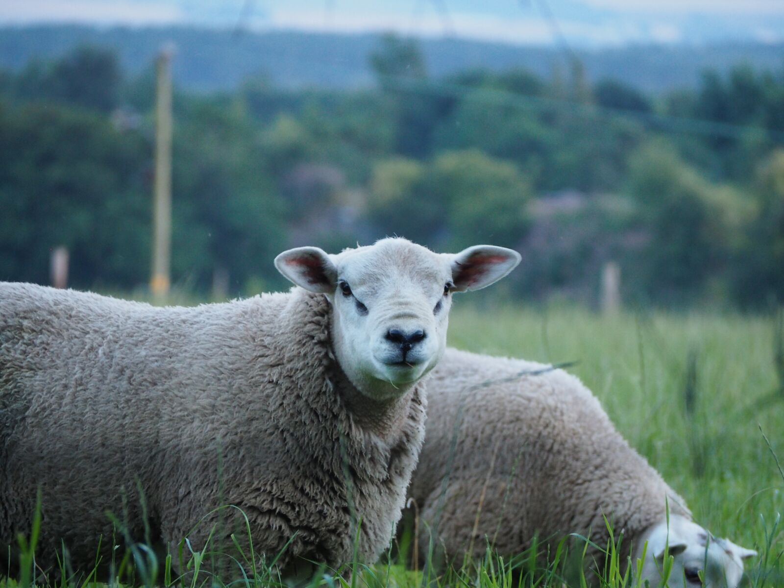 Olympus OM-D E-M10 sample photo. Sheep, animals, farm photography