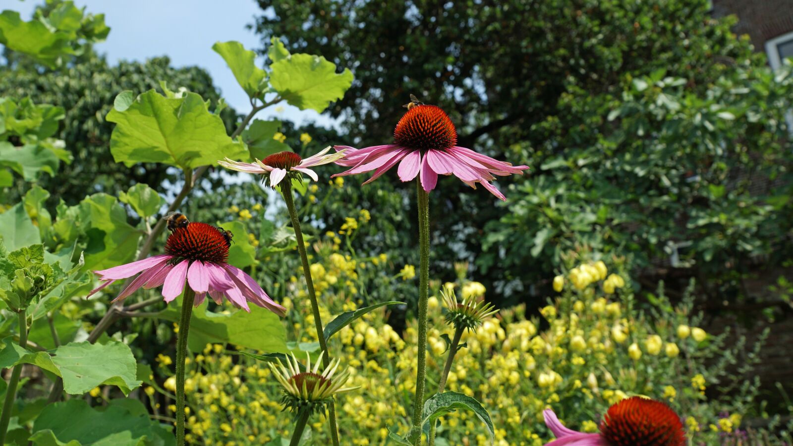 Sony SLT-A77 + Sony DT 16-50mm F2.8 SSM sample photo. Bumble bees, flowers, insect photography