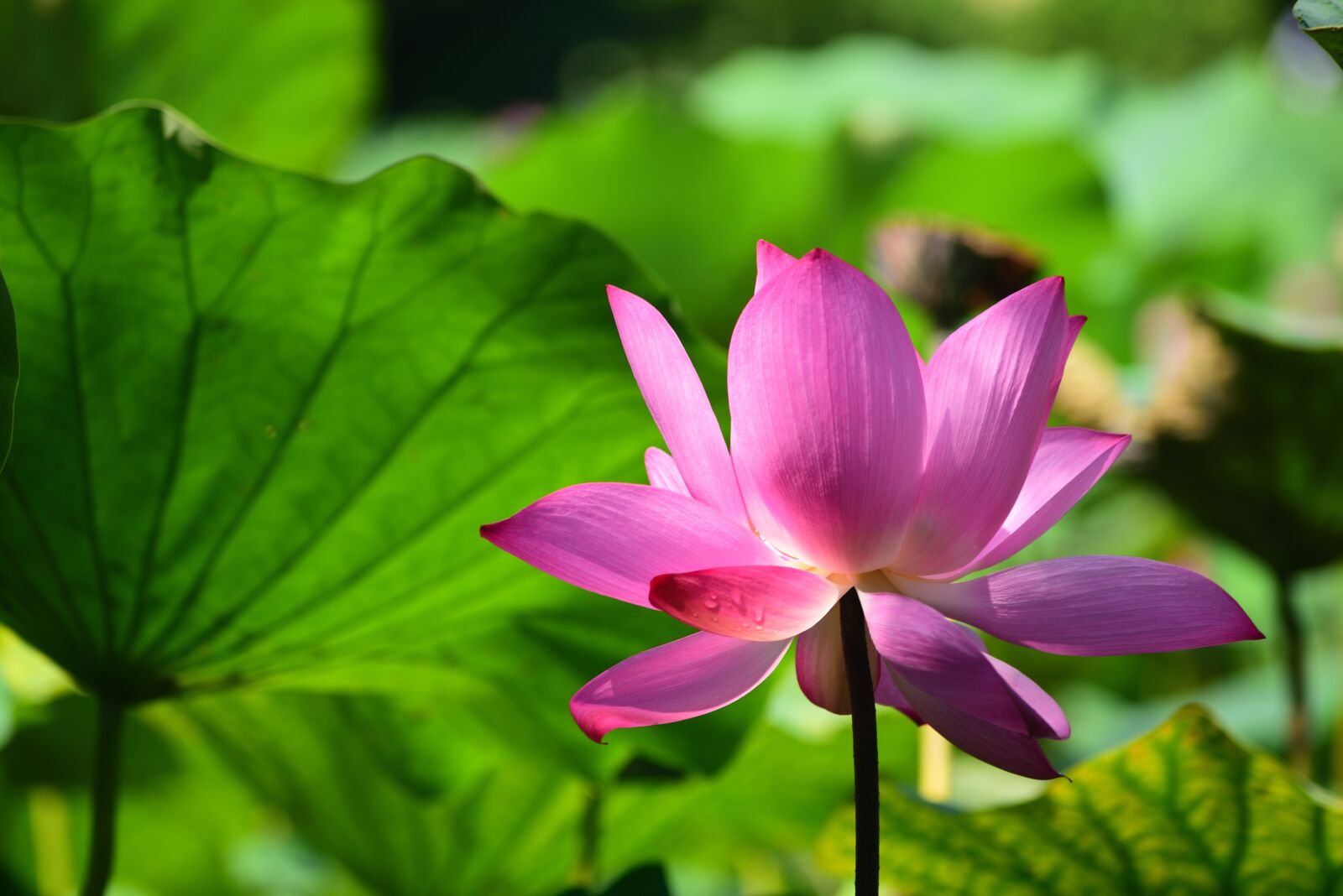 Nikon D750 sample photo. Plant, leaf, lotus photography