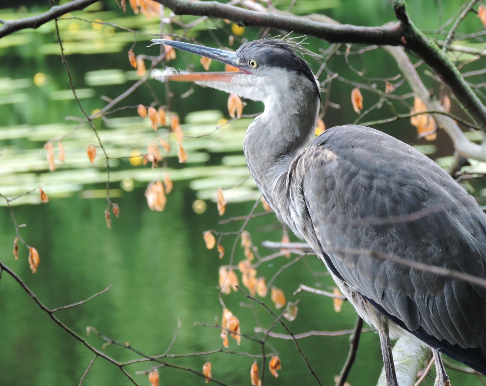 Nikon Coolpix P520 sample photo. Heron, bird, animal photography
