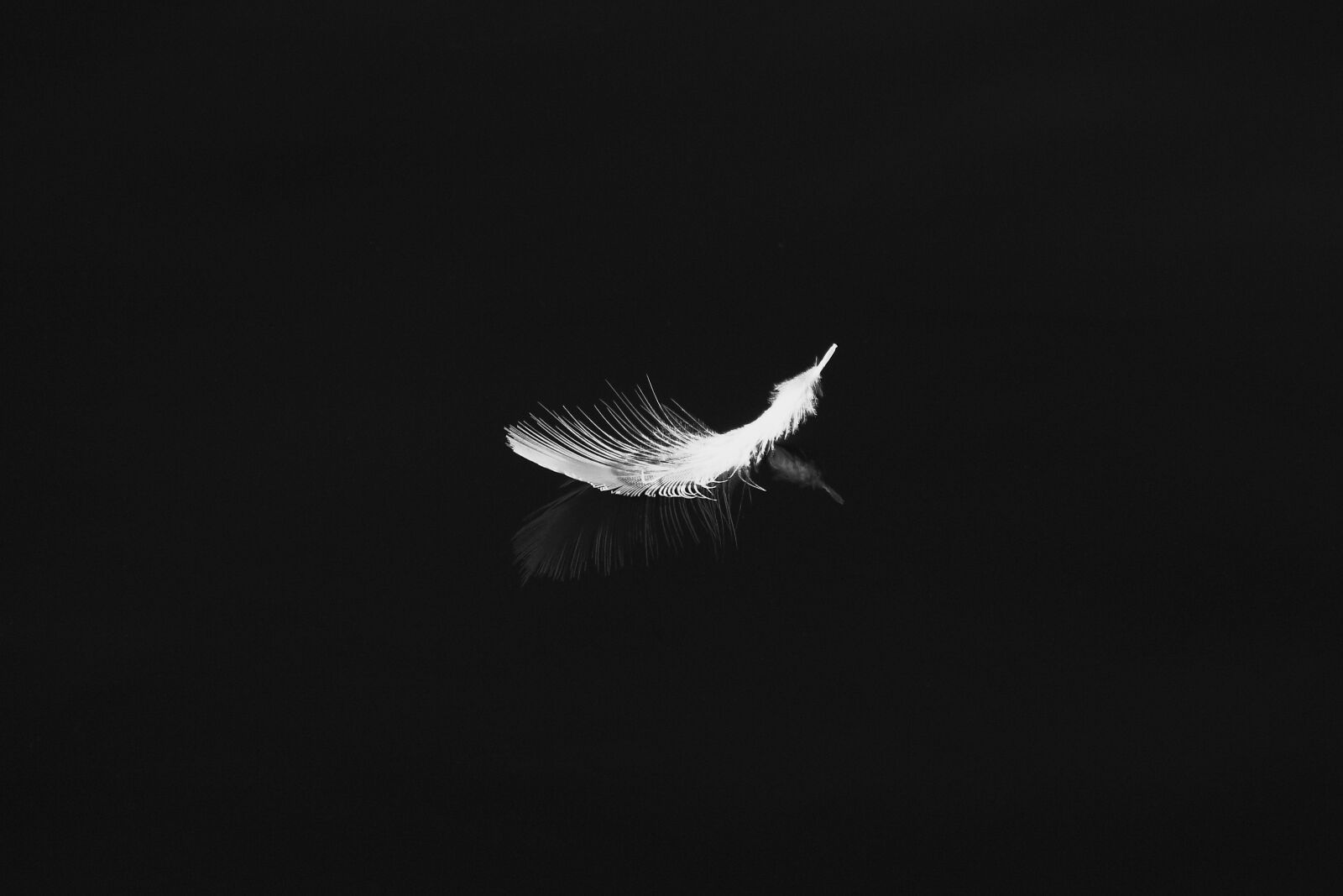 Canon EF 100-400mm F4.5-5.6L IS USM sample photo. Feather, bird, nature photography