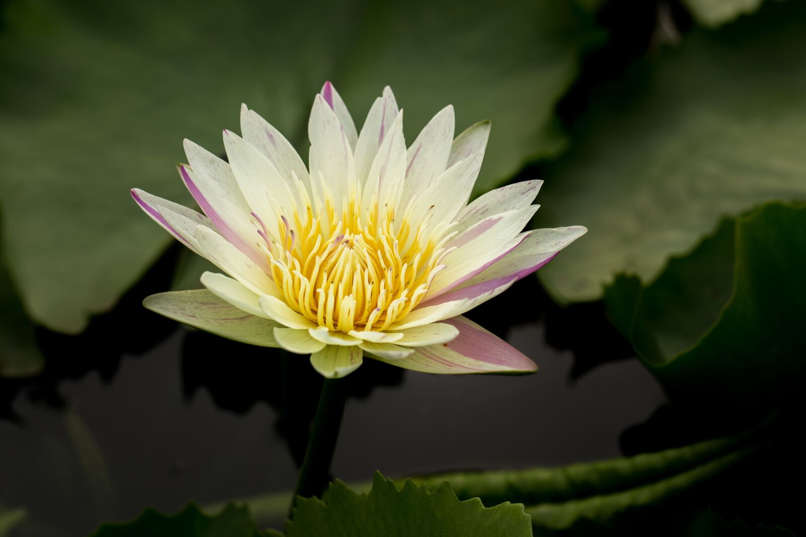 Canon EF 100mm F2.8L Macro IS USM sample photo. Water lily, nuphar lutea photography
