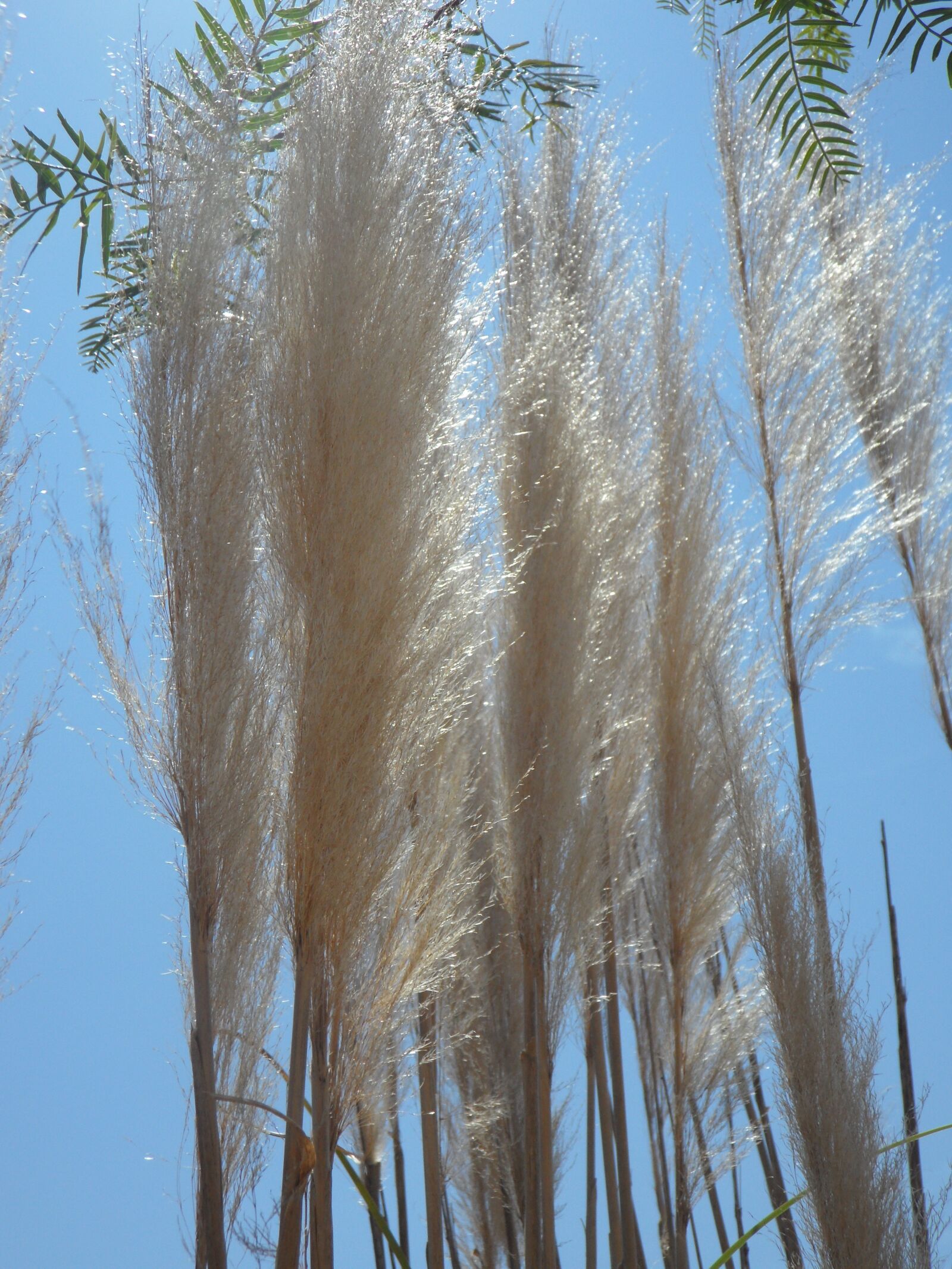 Samsung VLUU WB210, SAMSUNG WB210 sample photo. Grass, reed, nature photography