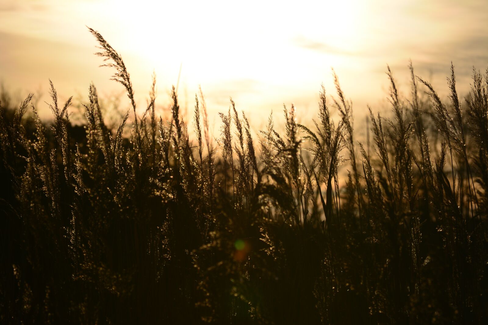Nikon D5200 sample photo. Reed, sunset, mood photography