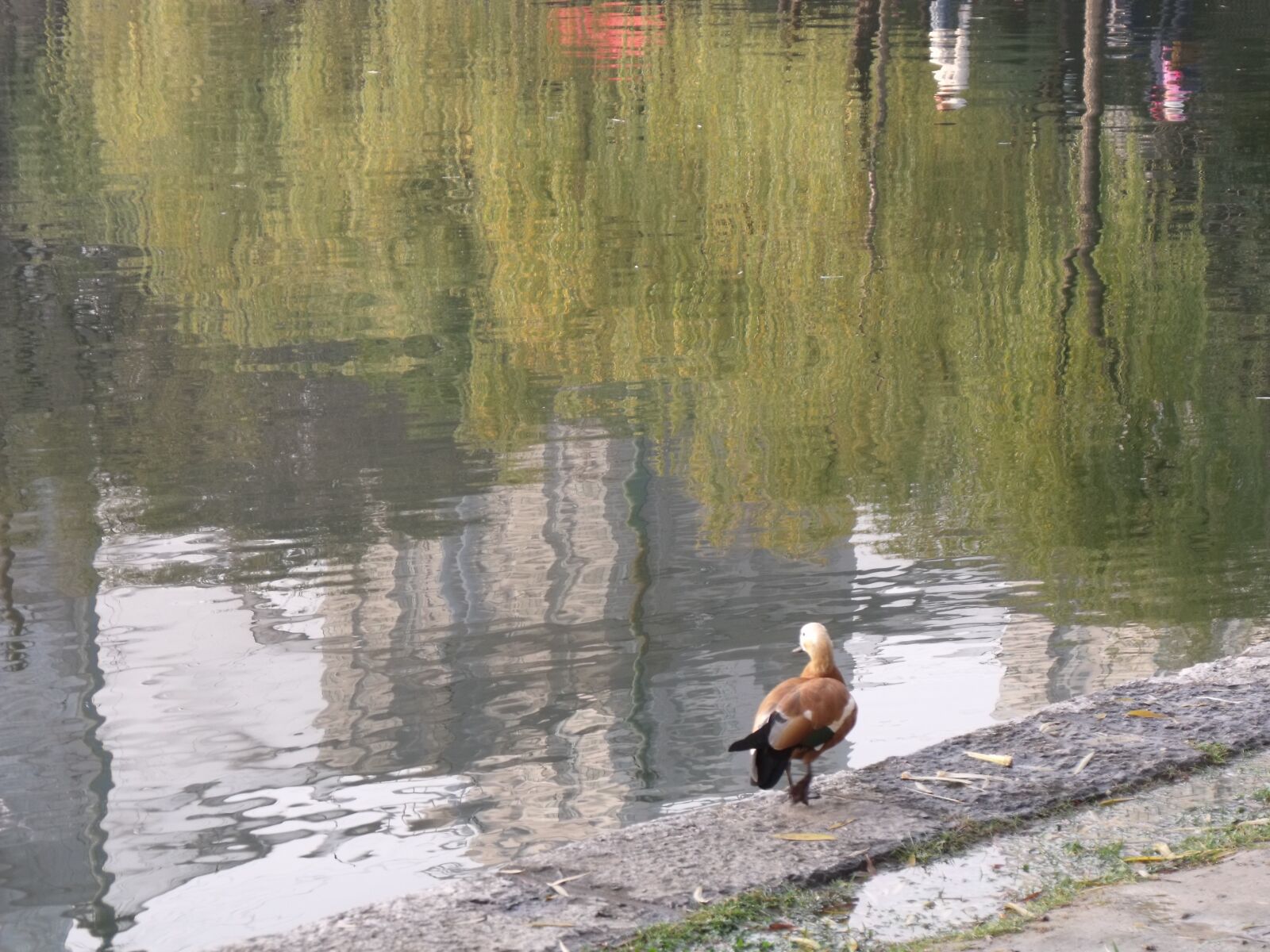 Fujifilm FinePix S1500 sample photo. Water birds, willow, pond photography