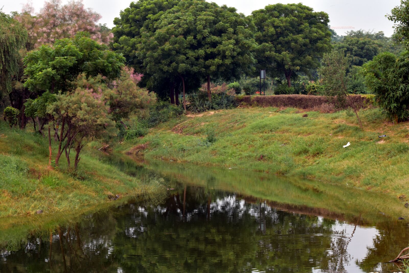 Nikon D5600 sample photo. Trees, reflection, pond photography