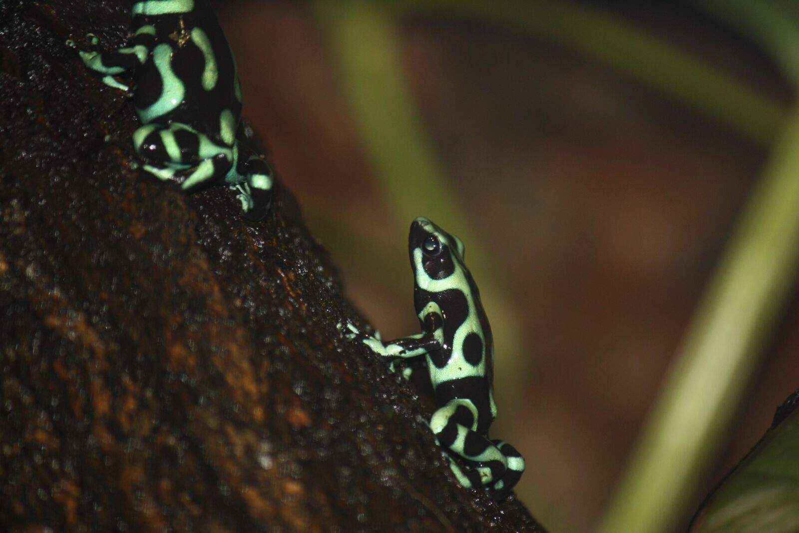 Canon EOS 1000D (EOS Digital Rebel XS / EOS Kiss F) sample photo. Frog, green, dendrobate photography