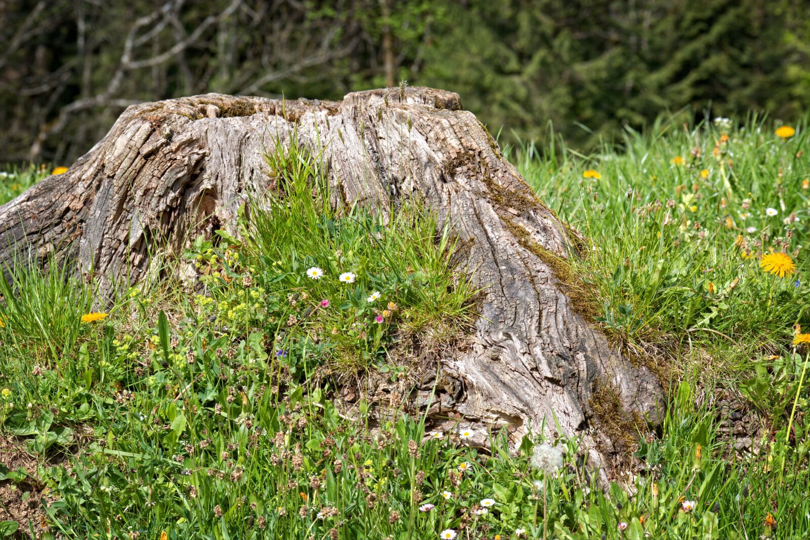 55.0-200.0mm f/4.0-f/5.6 sample photo. Tree stump, root, old photography