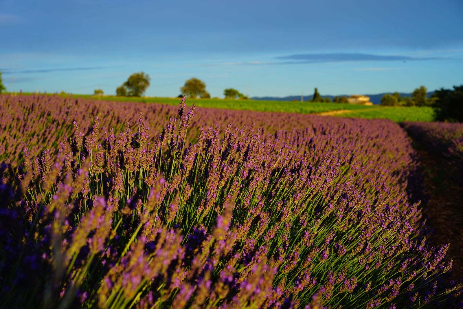Sony a7 + Sony Sonnar T* FE 55mm F1.8 ZA sample photo. Lavender field, evening light photography