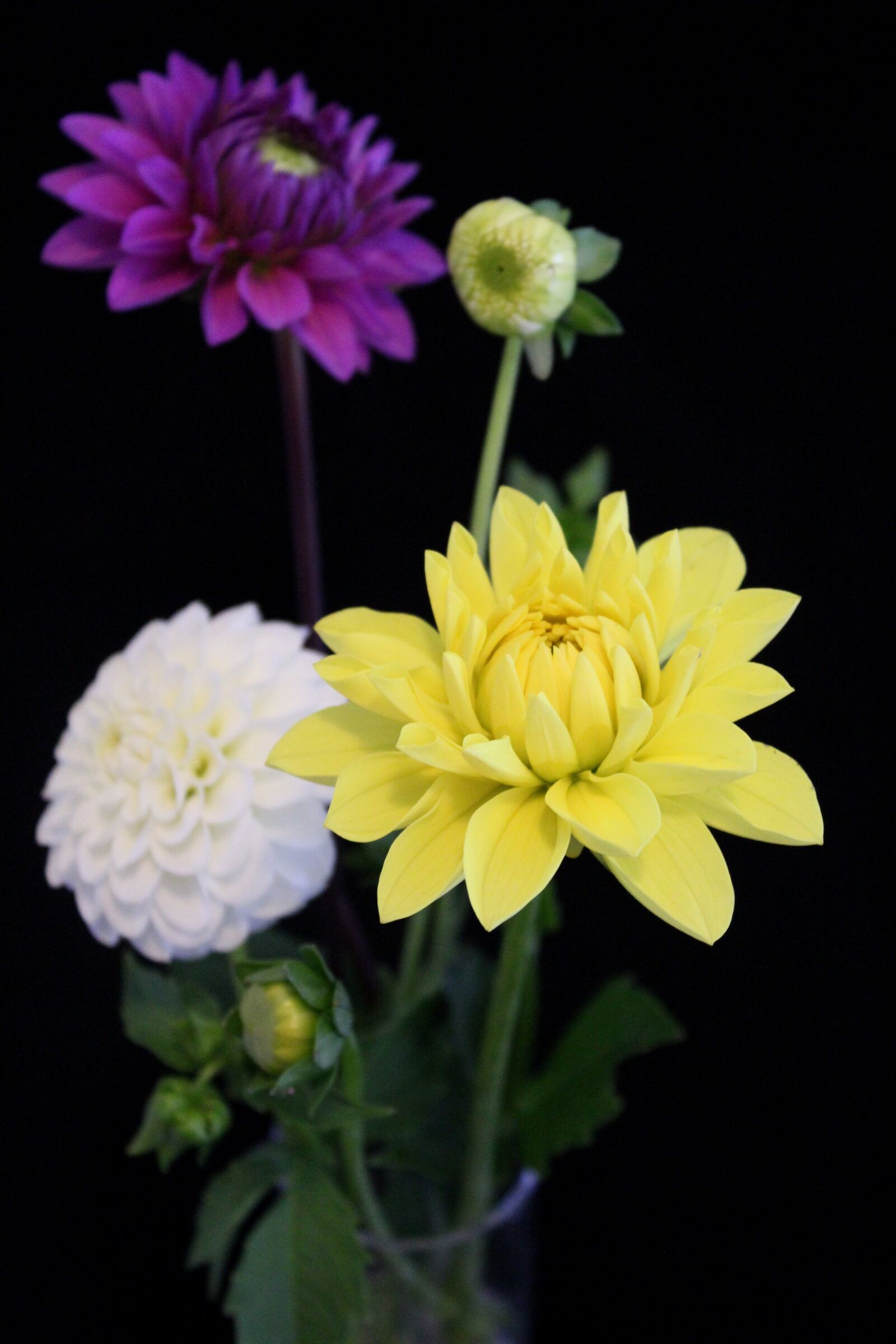 Canon EOS 1300D (EOS Rebel T6 / EOS Kiss X80) sample photo. Dahlia, still life, yellow photography