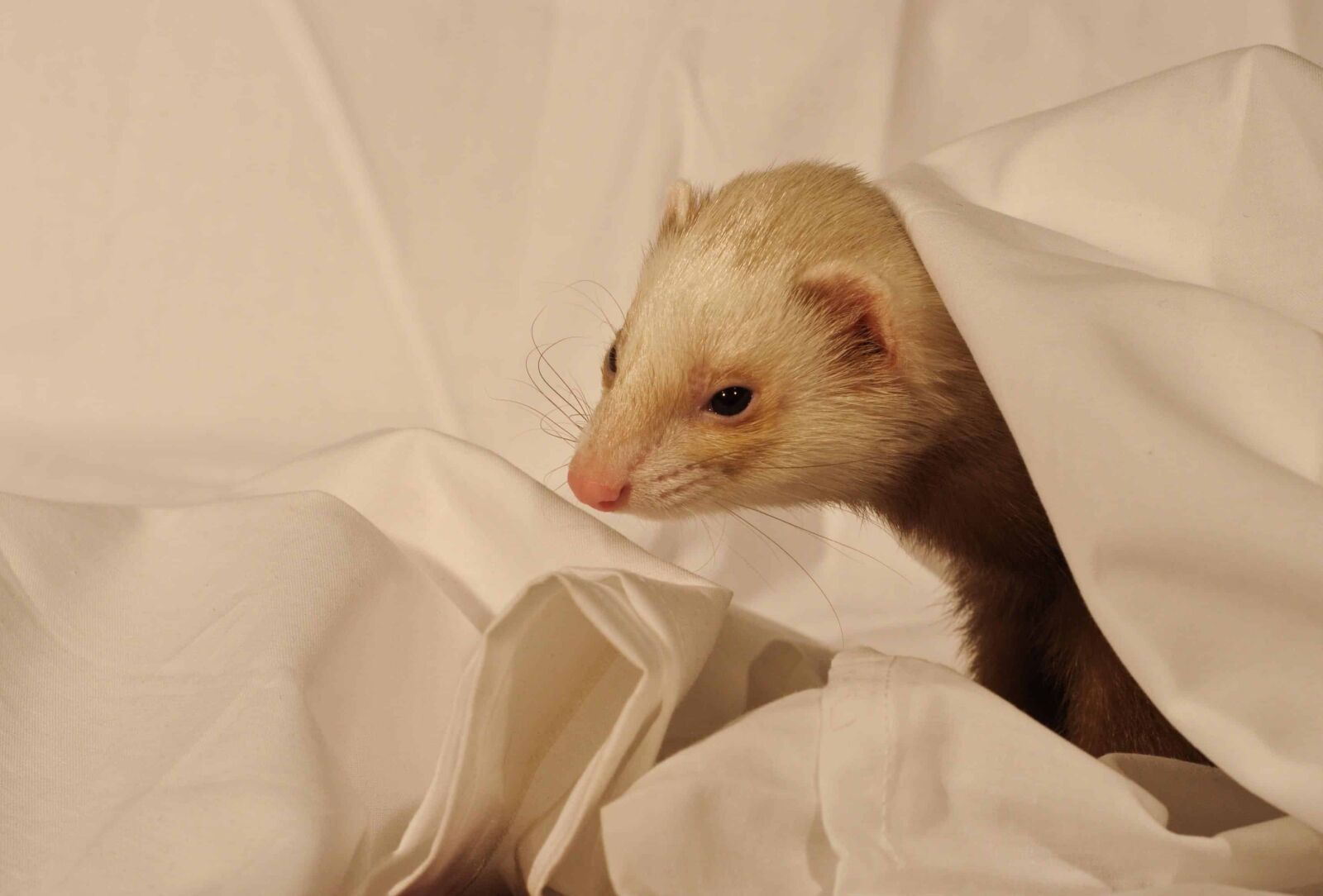 Nikon D300 sample photo. Cute, fur, animal, indoor photography