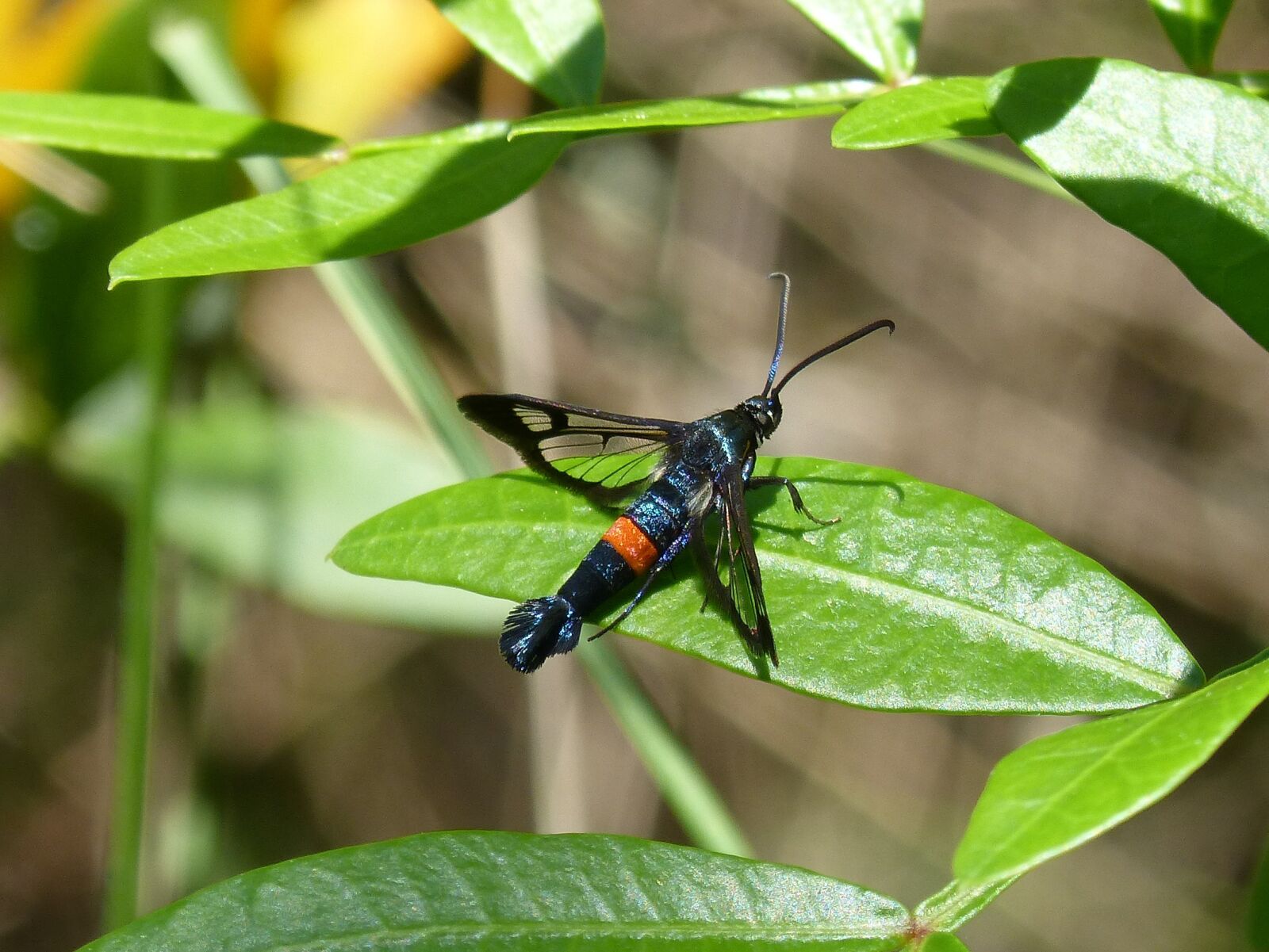 Panasonic DMC-FZ62 sample photo. Insect, winged insect, orange photography