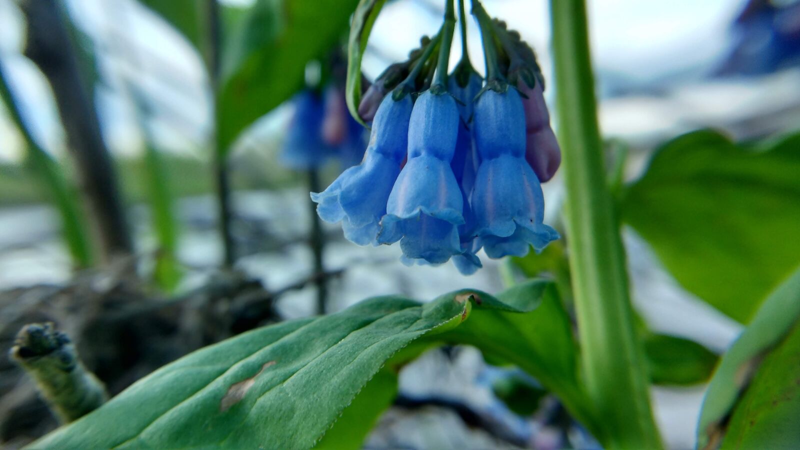 Motorola MotoG3 sample photo. Nature, plants, flowers photography