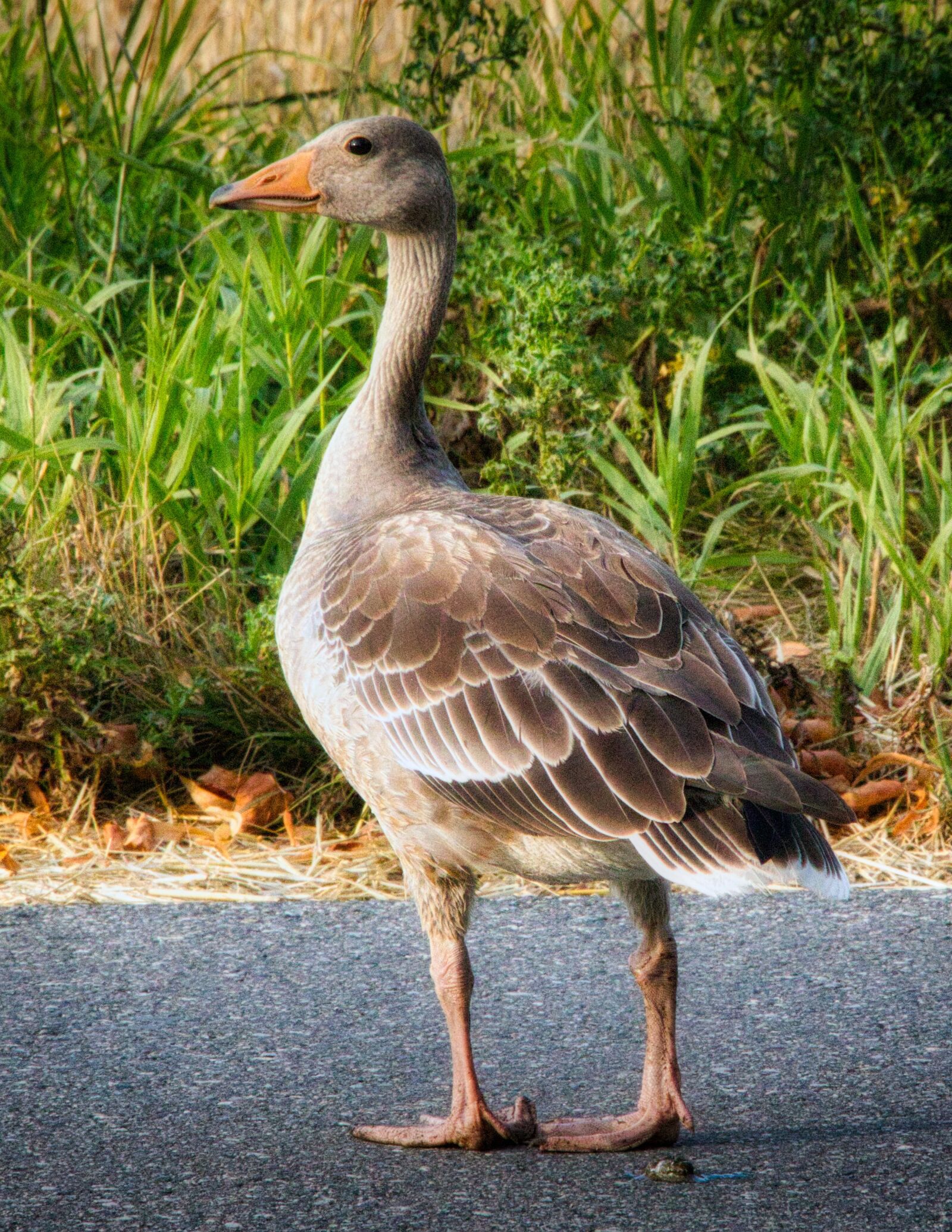 Canon EOS 200D (EOS Rebel SL2 / EOS Kiss X9) sample photo. Wild goose, goose, bird photography